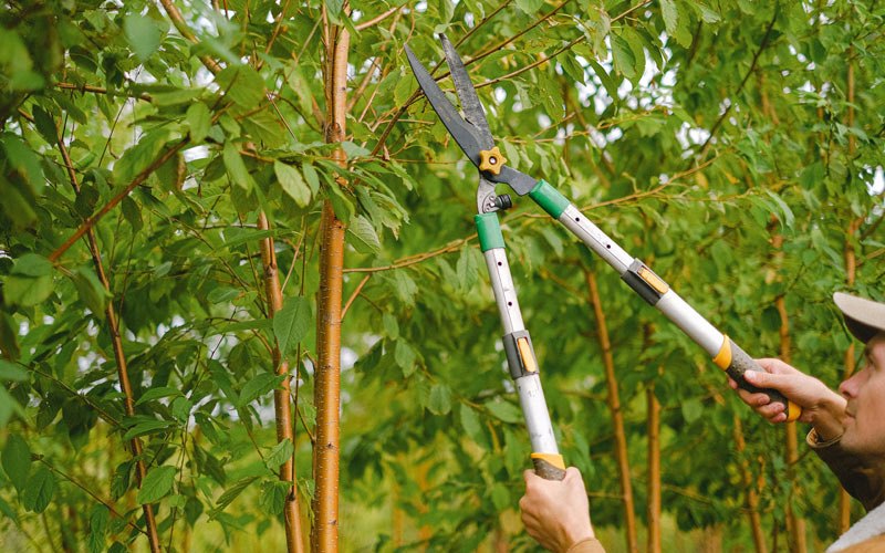 Tree trimming in Brookville, KS