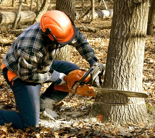 Tree Removal in Brookville, KS